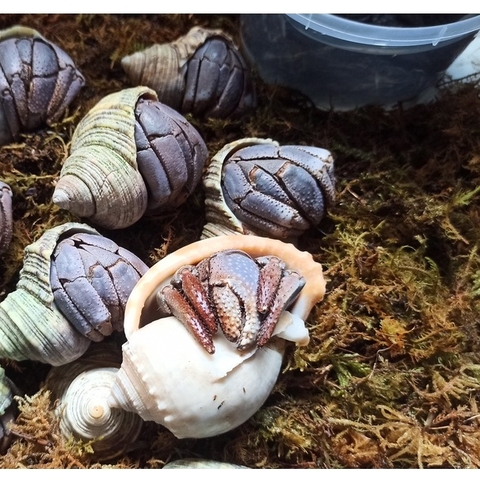 Rêu rừng khô lót nền, thức ăn cho ốc mượn hồn 100gram xanh mướt