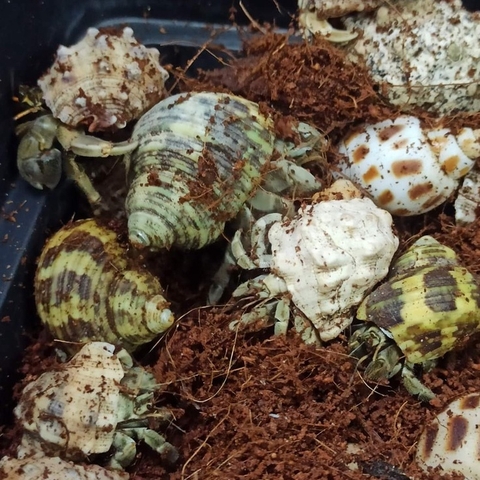 Ốc mượn hồn RUGO xinh xắn