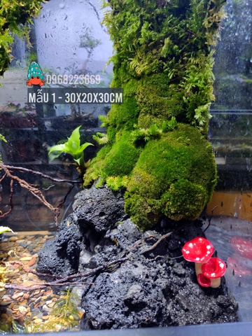 Bể bán cạn nuôi cua ma cà rồng kích thước 30x20x30 - mẫu 01