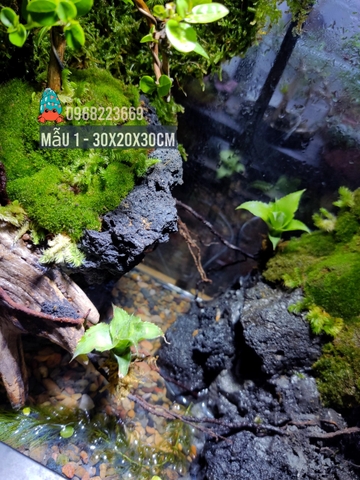 Bể bán cạn nuôi cua ma cà rồng kích thước 30x20x30 - mẫu 01