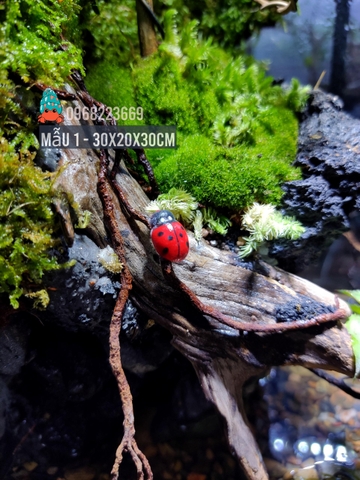 Bể bán cạn nuôi cua ma cà rồng kích thước 30x20x30 - mẫu 01