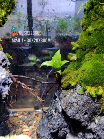 Bể bán cạn nuôi cua ma cà rồng kích thước 30x20x30 - mẫu 01