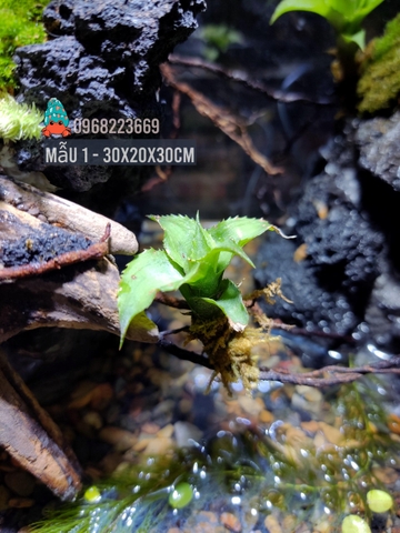 Bể bán cạn nuôi cua ma cà rồng kích thước 30x20x30 - mẫu 01