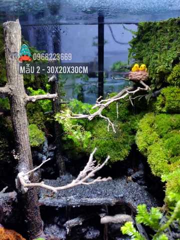 Bể bán cạn chuyên dụng nuôi cua ma cà rồng 30x20x30cm - mẫu 02