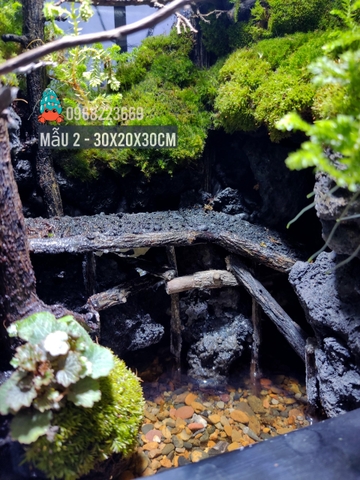 Bể bán cạn chuyên dụng nuôi cua ma cà rồng 30x20x30cm - mẫu 02