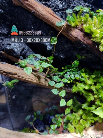 Bể bán cạn chuyên dụng nuôi cua ma cà rồng 30x20x30 cm - mẫu 03