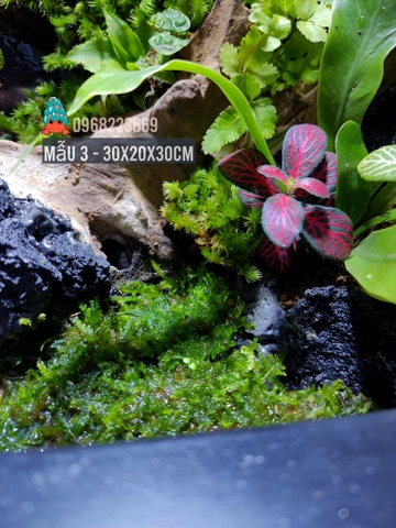 Bể bán cạn chuyên dụng nuôi cua ma cà rồng 30x20x30 cm - mẫu 03