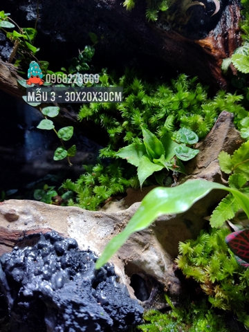 Bể bán cạn chuyên dụng nuôi cua ma cà rồng 30x20x30 cm - mẫu 03