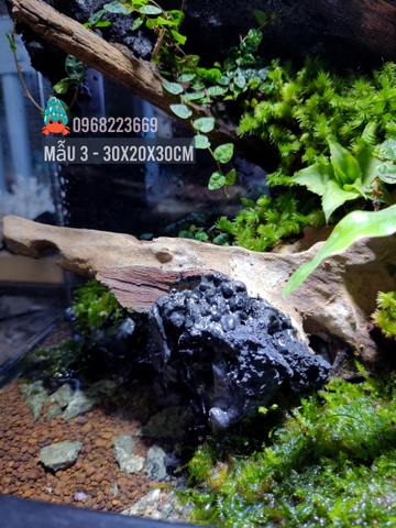 Bể bán cạn chuyên dụng nuôi cua ma cà rồng 30x20x30 cm - mẫu 03