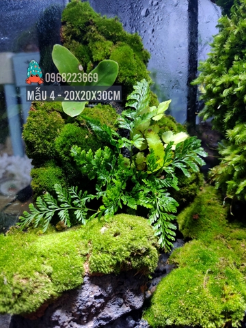 Bể bán cạn chuyên dụng nuôi cua ma cà rồng 20x20x30cm - mẫu 04