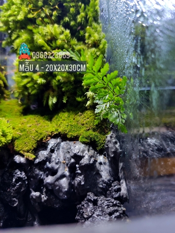 Bể bán cạn chuyên dụng nuôi cua ma cà rồng 20x20x30cm - mẫu 04