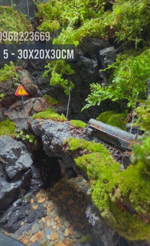 Bể bán cạn chuyên dụng nuôi cua ma cà rồng 30x20x30cm - mẫu 05