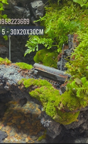 Bể bán cạn chuyên dụng nuôi cua ma cà rồng 30x20x30cm - mẫu 05