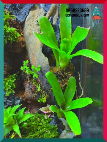 Bể bán cạn chuyên dụng nuôi cua ma cà rồng kích thước 30x20x30 cm - mẫu 07