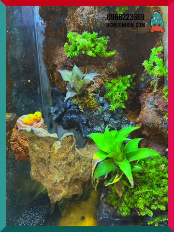 Bể bán cạn chuyên dụng nuôi cua ma cà rồng kích thước 30x20x30 cm - mẫu 07