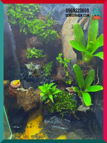 Bể bán cạn chuyên dụng nuôi cua ma cà rồng kích thước 30x20x30 cm - mẫu 07