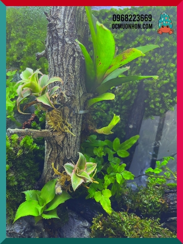 Bể bán cạn chuyên dụng nuôi cua ma cà rồng 30x20x30 cm - mẫu 08