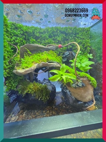 Bể bán cạn chuyên dụng nuôi cua ma cà rồng 30x20x30cm cây và rêu thật - mẫu 09