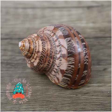 Vỏ ốc xà cừ đỏ size S M L họa tiết ngẫu nhiên