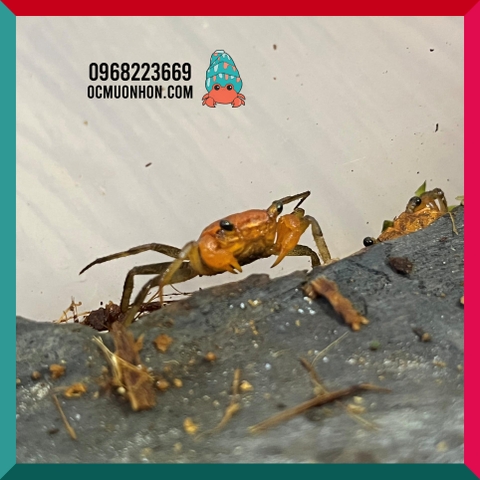 Bể bán cạn chuyên dụng nuôi cua ma cà rồng 30x20x30 cm - mẫu 03