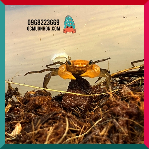 Bể bán cạn chuyên dụng nuôi cua ma cà rồng 30x20x30cm - mẫu 02