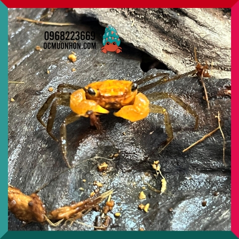 Bể bán cạn chuyên dụng nuôi cua ma cà rồng 30x20x30cm cây và rêu thật - mẫu 09