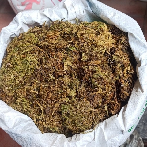 Rêu rừng khô lót nền, thức ăn cho ốc mượn hồn 100gram xanh mướt