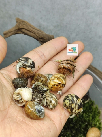 Combo 20 OMH siêu mini họa tiết ngẫu nhiên xinh xắn