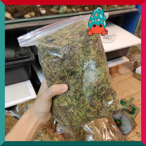 Rêu rừng khô lót nền, thức ăn cho ốc mượn hồn 100gram xanh mướt