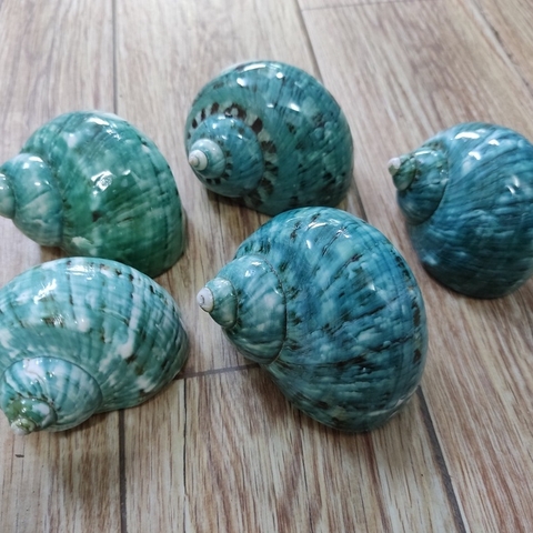 Vỏ ốc xà cừ xanh baby họa tiết ngẫu nhiên cỡ L XL 3XL