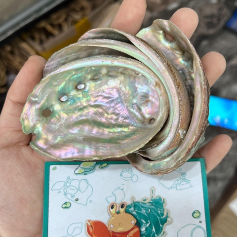 Bát ăn cho ốc mượn hồn nhỏ vân xà cừ lấp lánh 6-7cm