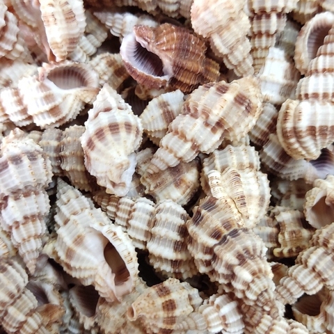 Vỏ ốc xoắn baby cực đẹp nhiều kích cỡ họa tiết ngẫu nhiên