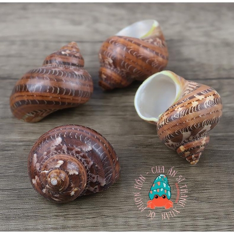 Vỏ ốc xà cừ đỏ size S M L họa tiết ngẫu nhiên