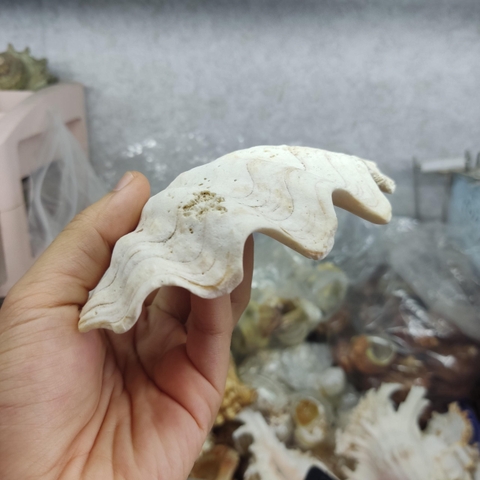 Bát ăn cho ốc mượn hồn nhỏ vân xà cừ lấp lánh 6-7cm