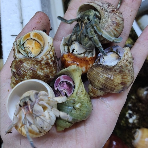 Combo 20 RUGO ALBINO tặng 10 nhiều màu