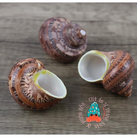 Vỏ ốc xà cừ đỏ size S M L họa tiết ngẫu nhiên