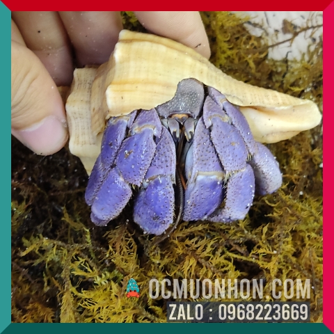 Ốc Mượn Hồn Lila