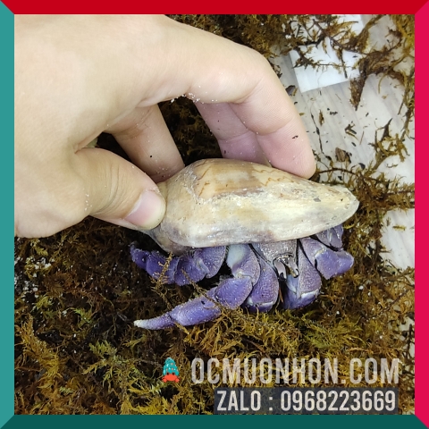 Ốc Mượn Hồn Lila