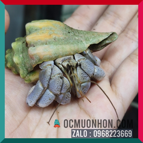 Ốc Mượn Hồn Lila