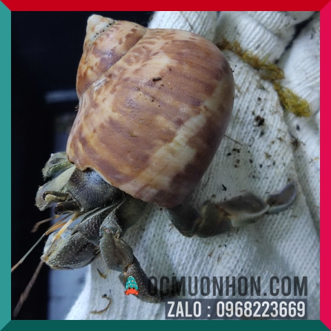 Ốc mượn hồn RUGO size bự L, XL  (ngẫu nhiên)