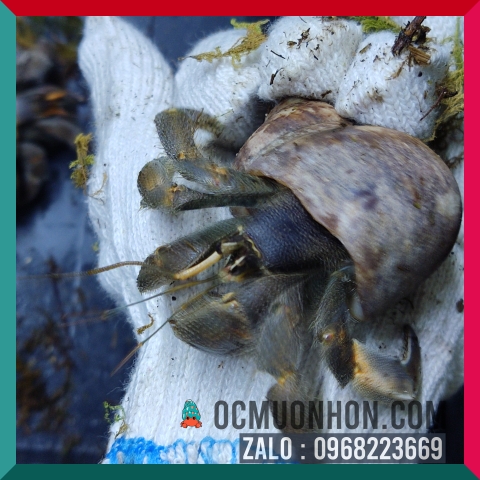 Ốc mượn hồn RUGO size bự L, XL  (ngẫu nhiên)