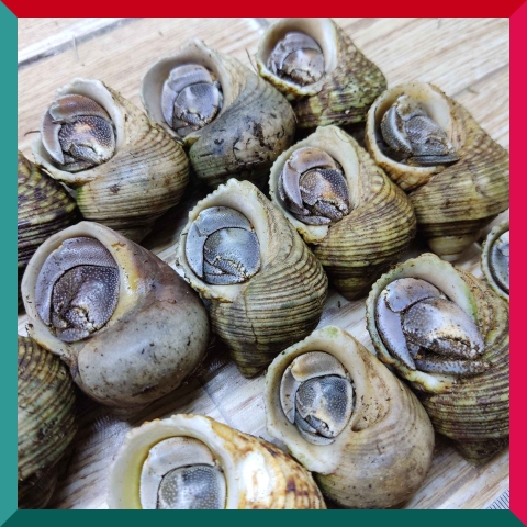 Sỉ ốc mượn hồn mini nhiều màu