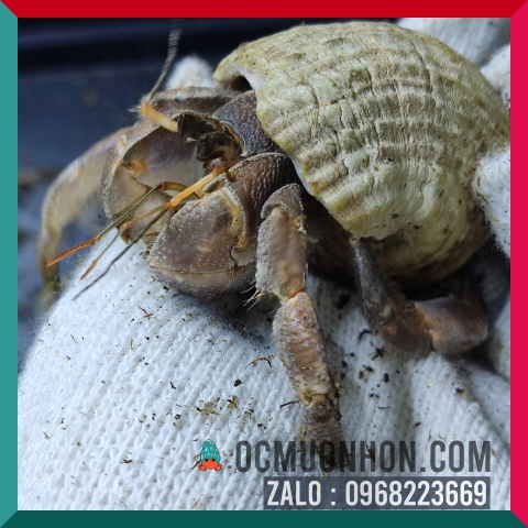 Ốc mượn hồn RUGO size bự L, XL  (ngẫu nhiên)