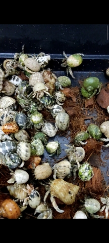 Combo 20 RUGO ALBINO tặng 10 nhiều màu