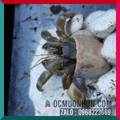 Ốc mượn hồn RUGO size bự L, XL  (ngẫu nhiên)