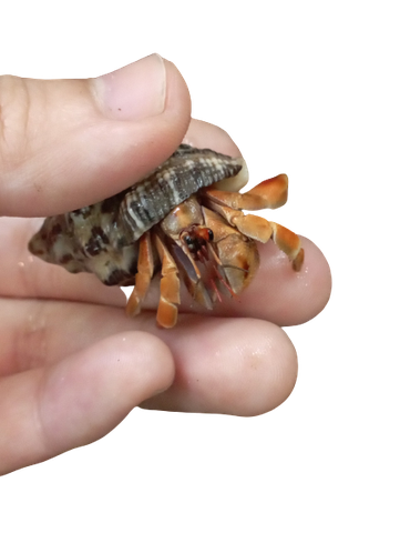 Ốc Mượn Hồn Viosunset