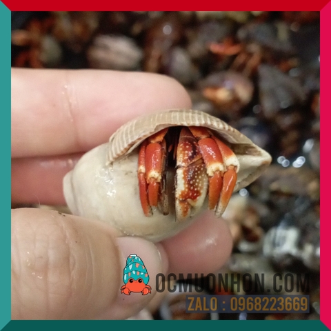 Ốc mượn hồn VIOSUNSET màu cam nâu xám (ngẫu nhiên)