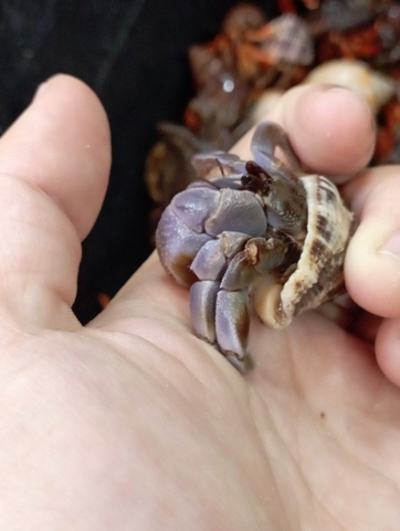 Ốc Mượn Hồn Viosunset