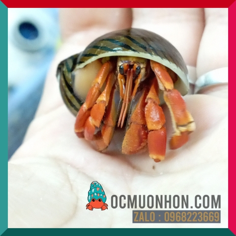 Ốc Mượn Hồn Viosunset