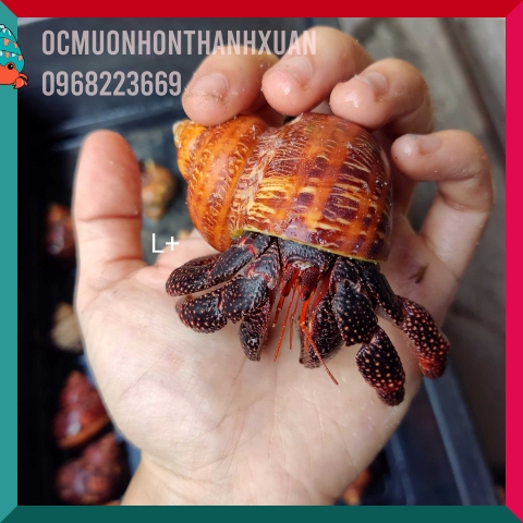 Ốc mượn hồn PERLATUS